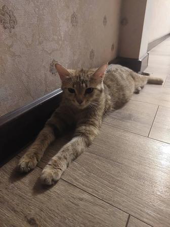 Отдаем кошечку в добрые руки , в связи с переездом.