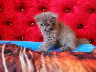 Котенок шотландский вислоухий