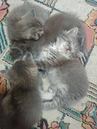Отдам котят в добрые руки