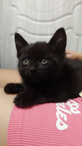Котенок найденыш ищет себе дом и добрые руки красивый, игривый ,ласковый