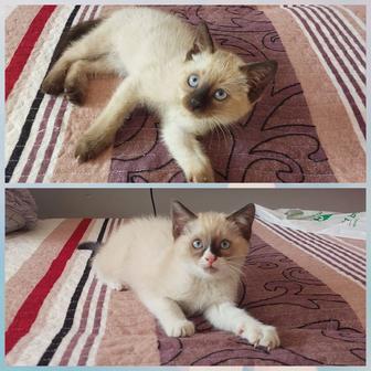 Сиамские мальчики 2 мес