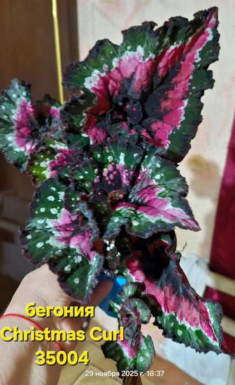 Бегонии домашние