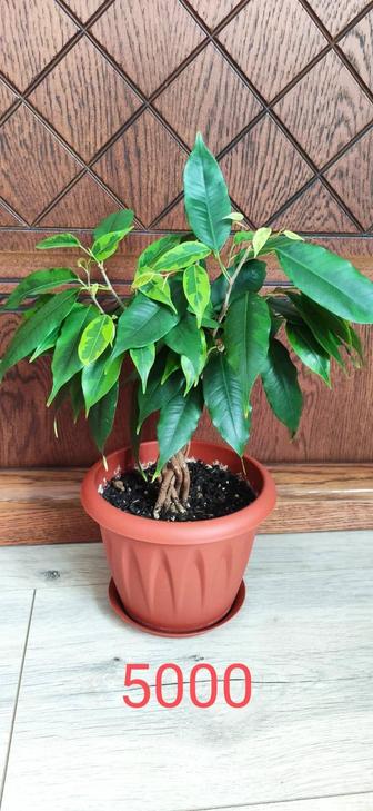 Фикус Бенджамина