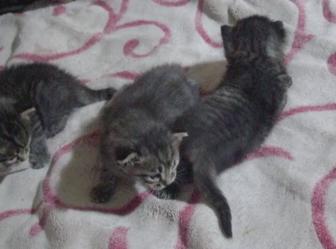 Кошки