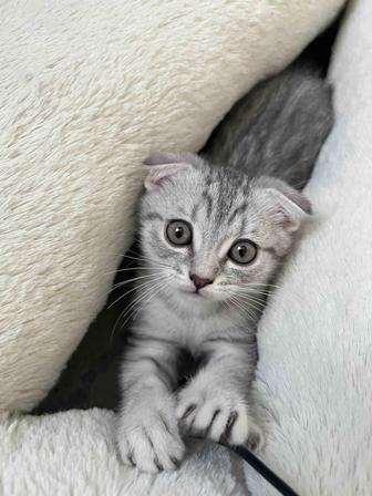 Кошки