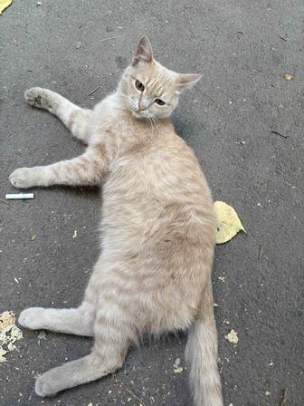 Найден кот
