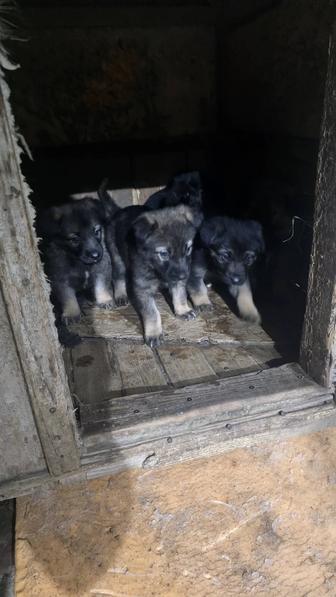 Отдам щенят