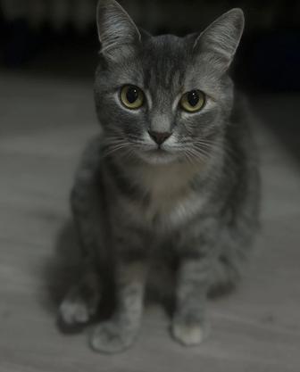 Отдам кошку бесплатно в добрые руки