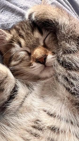 Котята ищут хороший дом