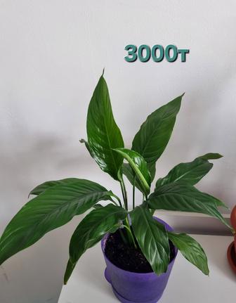 Спатифиллум, Женское Счастье