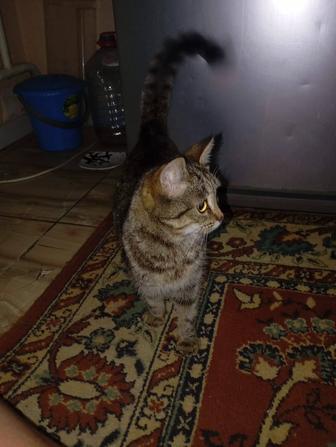 Отдам в хорошие руки кошечку