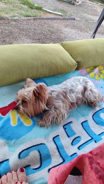 Йорк отдам в хорошие руки