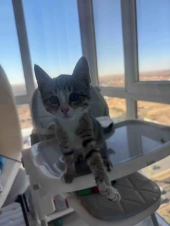Котенок мальчик