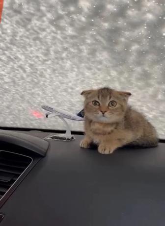 Продам Котенка(мальчик)Вислоухая шиншилла,золотистый окрас