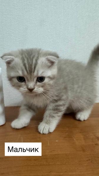 Продам котят