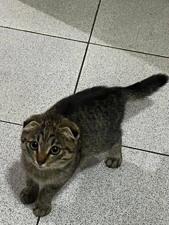 Продам котят