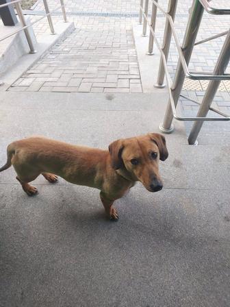 Найдена собака, отдам в добрые руки