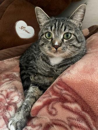 Отдам кота в добрые руки