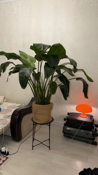 Стрелеция Николая