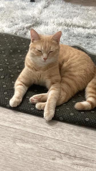 Отдам кота и кошку в добрые руки