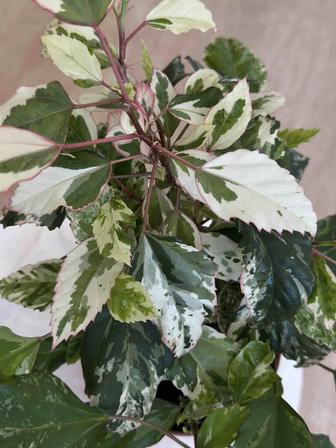 Вариегатный гибискус