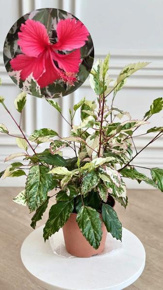 Вариегатный гибискус