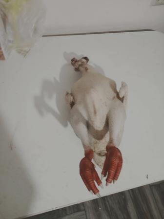 Индюки, индюшки