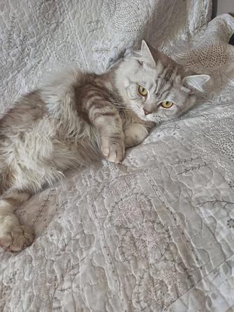 Кошка
