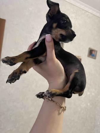 Продам щенка карликовый пинчер ( мини )