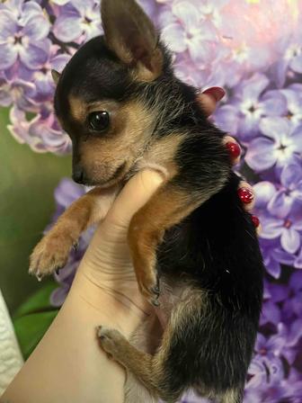 Мини Той терьер!