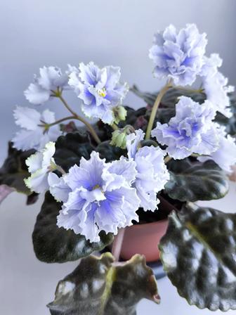 Комнатные сортовые фиалки