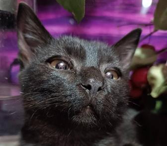 Заберите котенка с мусорки!