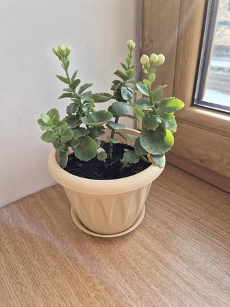 Каланхоэ Розалина начало цветения.