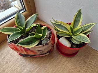 Сортовая сансевиерия Голден ханни, Крео в коллекцию.