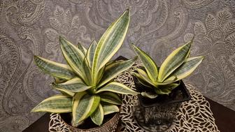 Сансевиерия Голден ханни комнатные растения цветы.