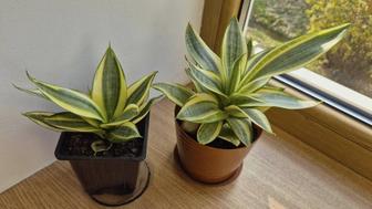 Сансевиерия Голден ханни комнатные растения цветы.