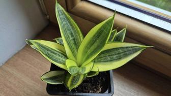 Сансевиерия Голден ханни комнатные растения цветы.