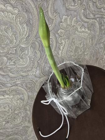 Амариллис в воске комнатная лилия растения цветы.