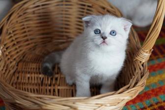 Шотландцы. котята