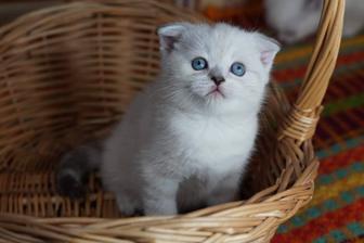 Шотландцы. котята