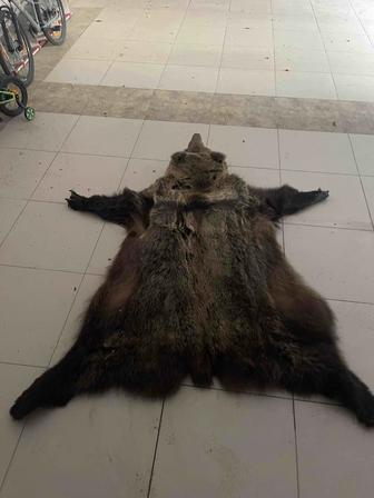 Продам шкуру медведя и волка