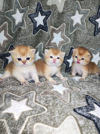 Элитные котята золотая шиншилла