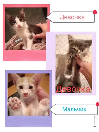 Котятам нужен человек и новая семья
