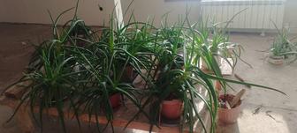 Алоэ вера недорого