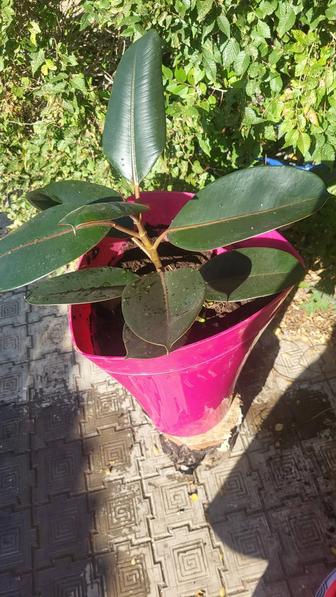 Продам комнатные цветы