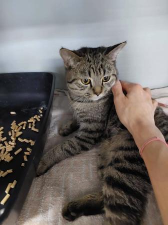Ищем дом котику
