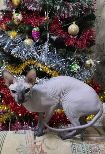 Ищем кота канадского сфинкса на вязку