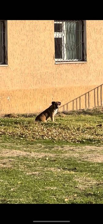 Найдена собачка