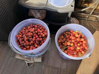 Ранетки, райские