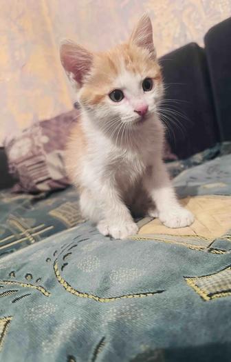 В ответственные руки котенок